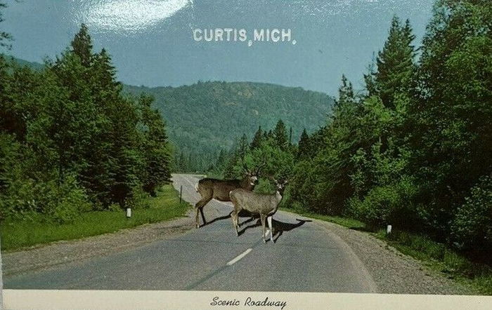 Curtis - Vintage Postcard